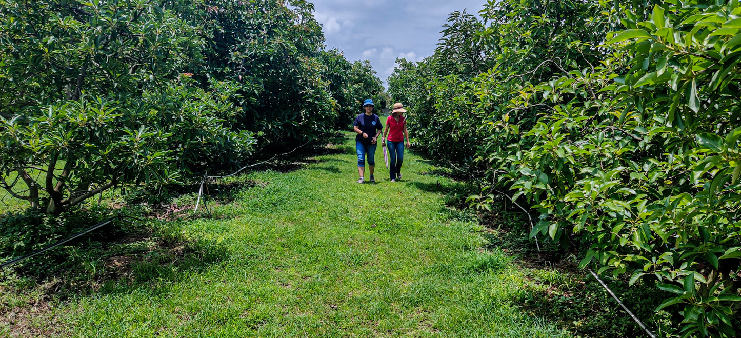 Avocado Orchard