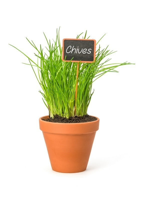 Garlic Chives (100g)