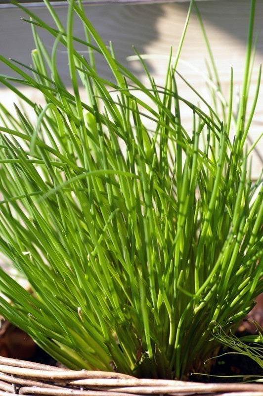 Garlic Chives (100g)