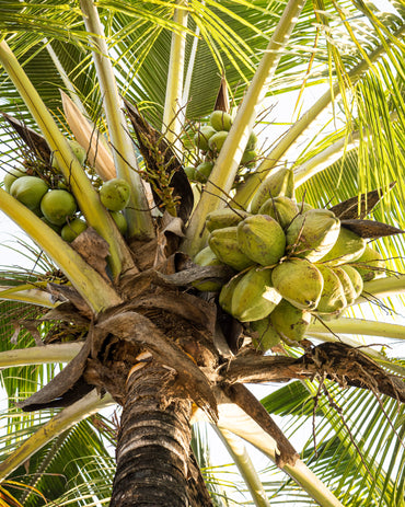 Tender Coconut (pc)