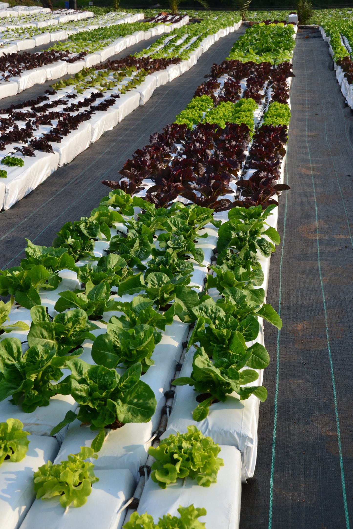 Lettuce - Green Oak Leaf (pc)