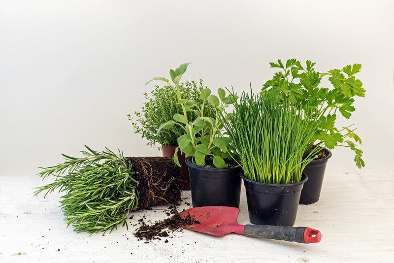 Herb Pot - Parsely (Fresh Herbs)
