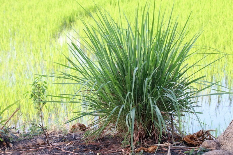 Lemongrass (100g)