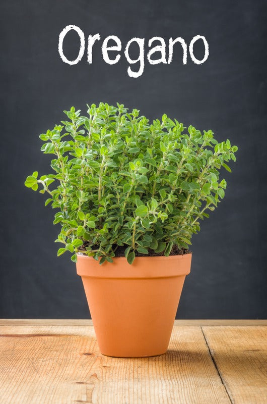 Oregano (20g)