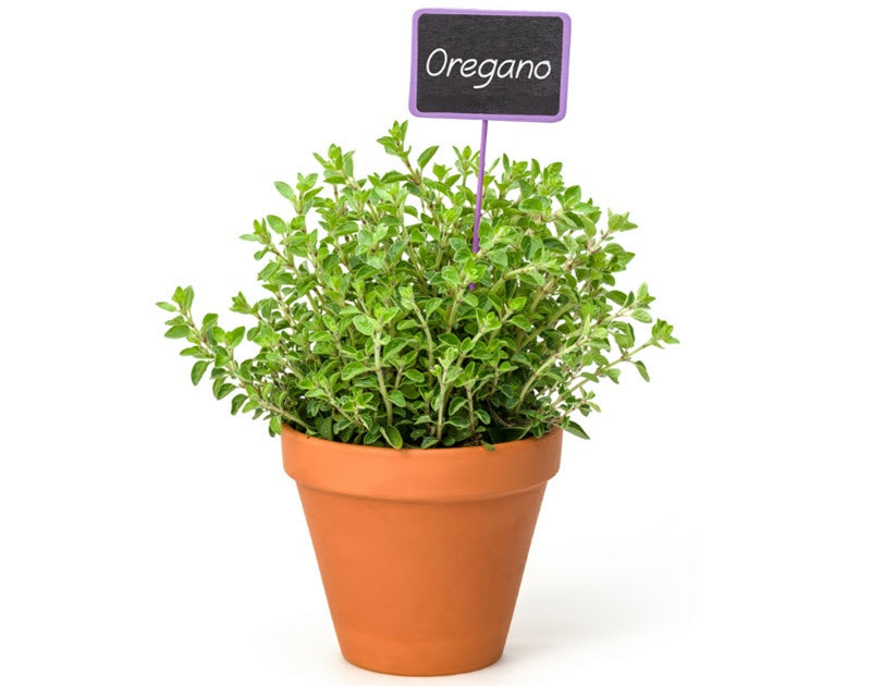 oregano plant pot Herb Pot