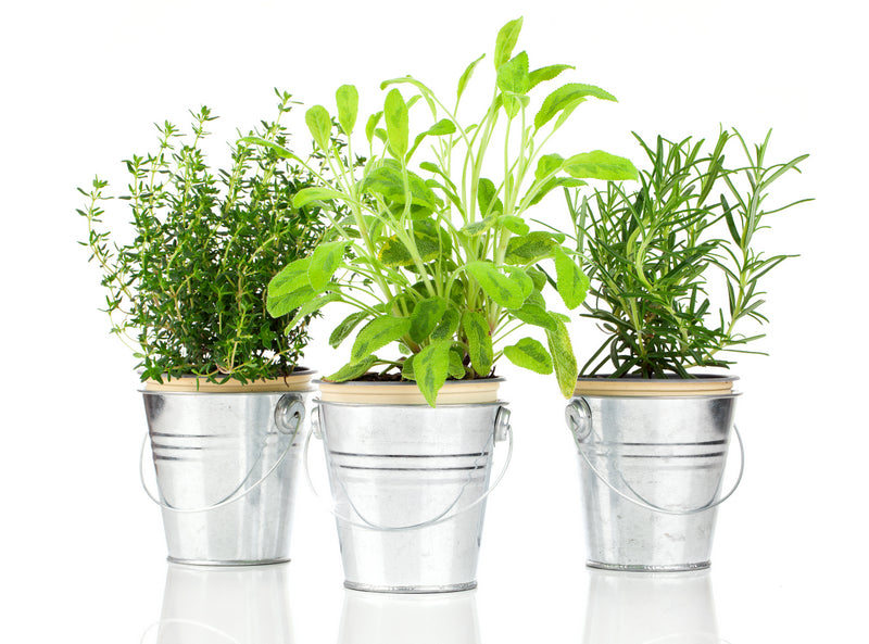 Herb Pot - Rosemary (Aromatic)