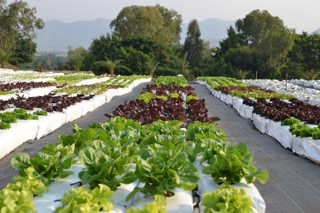 Lettuce - Red Romana/Romaine (pc)