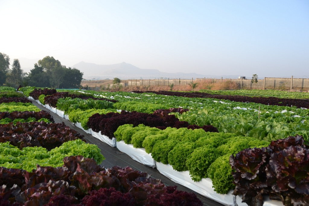 Lettuce - Red Oak Leaf (pc)