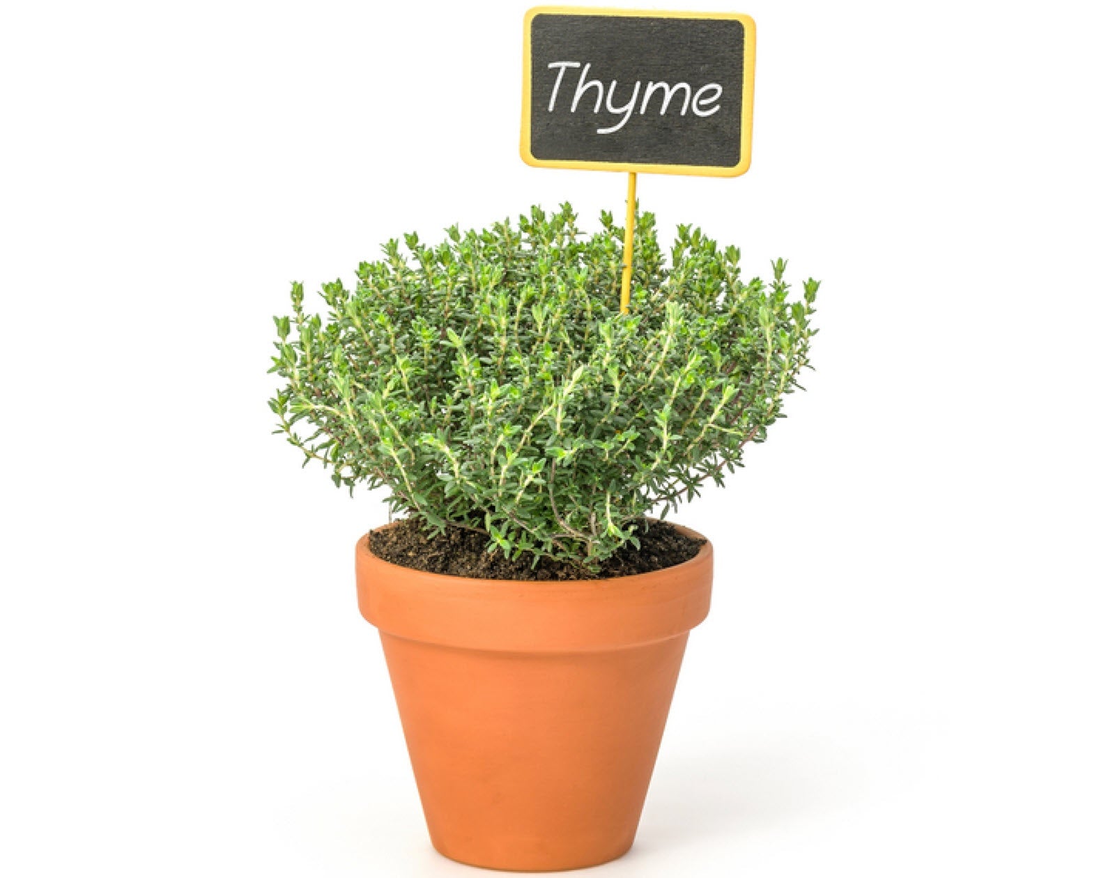 potted thyme plant Herb Pot