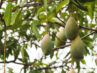Raw Mango (Totapuri Kairi - 500g)