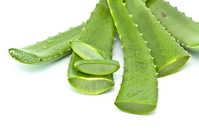 Aloe Vera (Leaf)