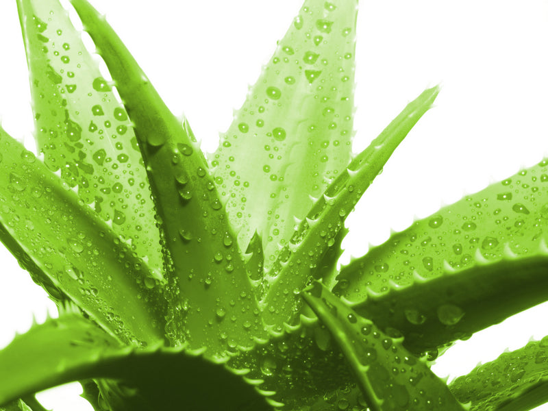 Aloe Vera (Leaf)