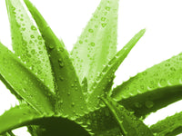 Aloe Vera (Leaf)
