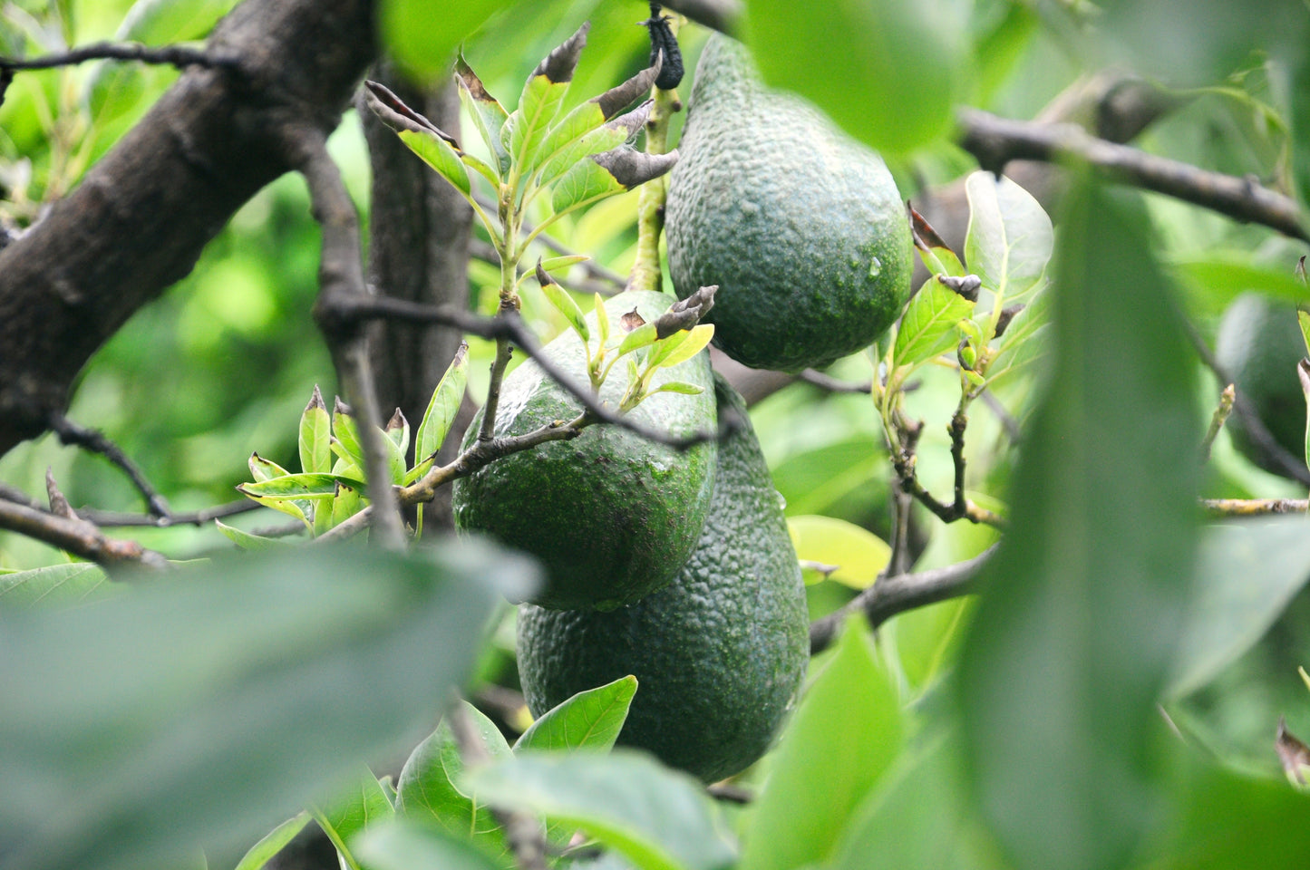 Avocado - Imported Varieties (pc)