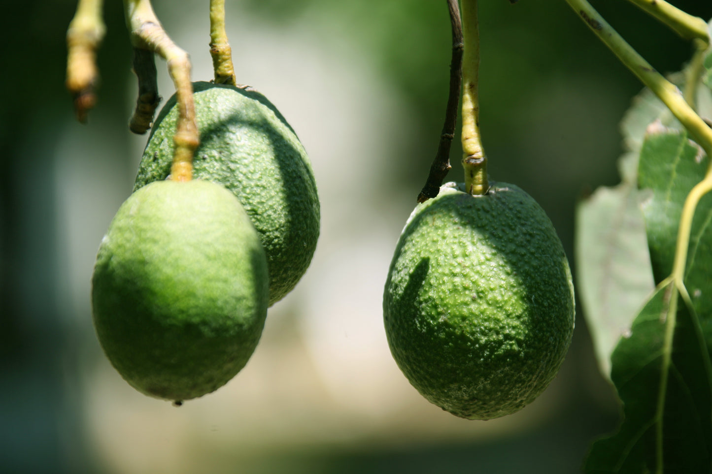 Avocado - Imported Varieties (pc)