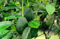 Avocado - Imported Varieties (pc)