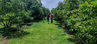 Avocado  Orchard