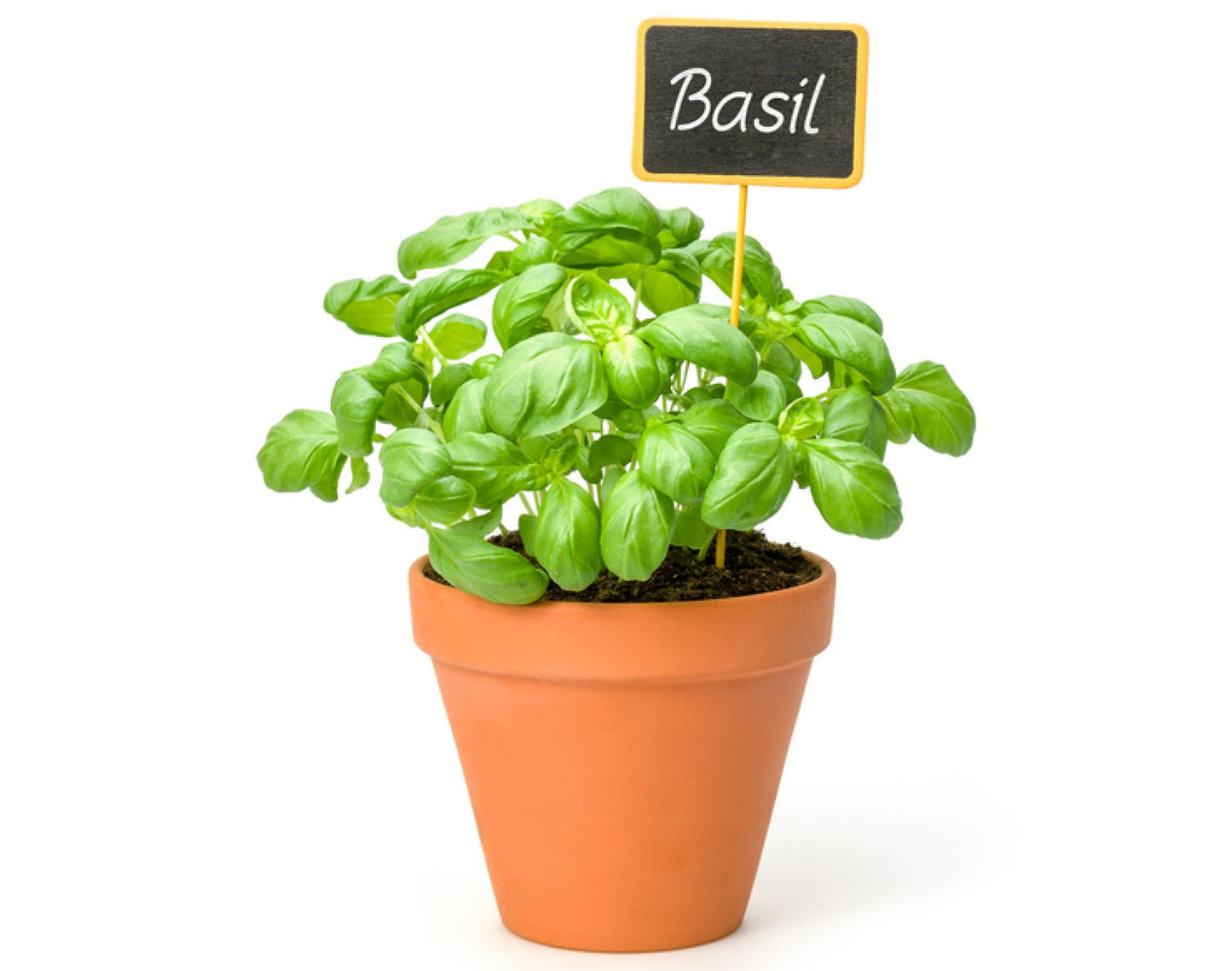 Basil Leaves (50g)