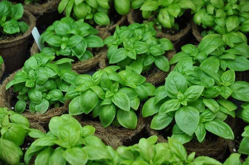 Basil Leaves (50g)