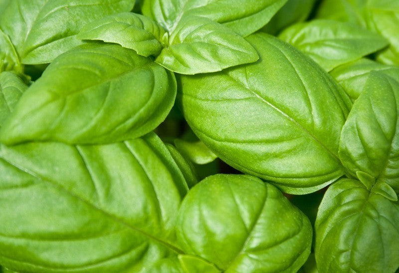 Basil Leaves (50g)