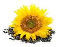 Sunflower Seeds (100g)