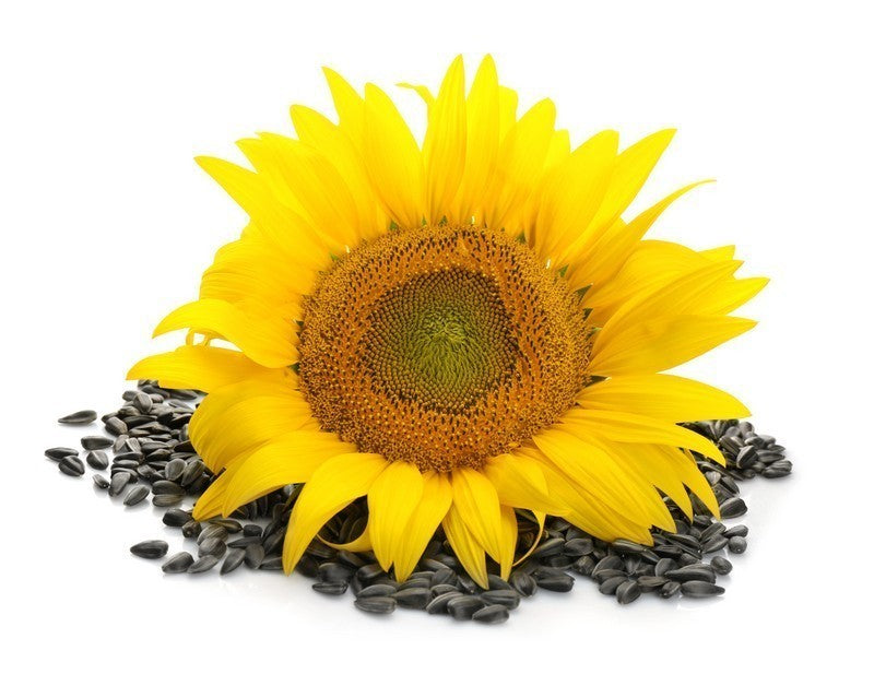 Sunflower Seeds (100g)