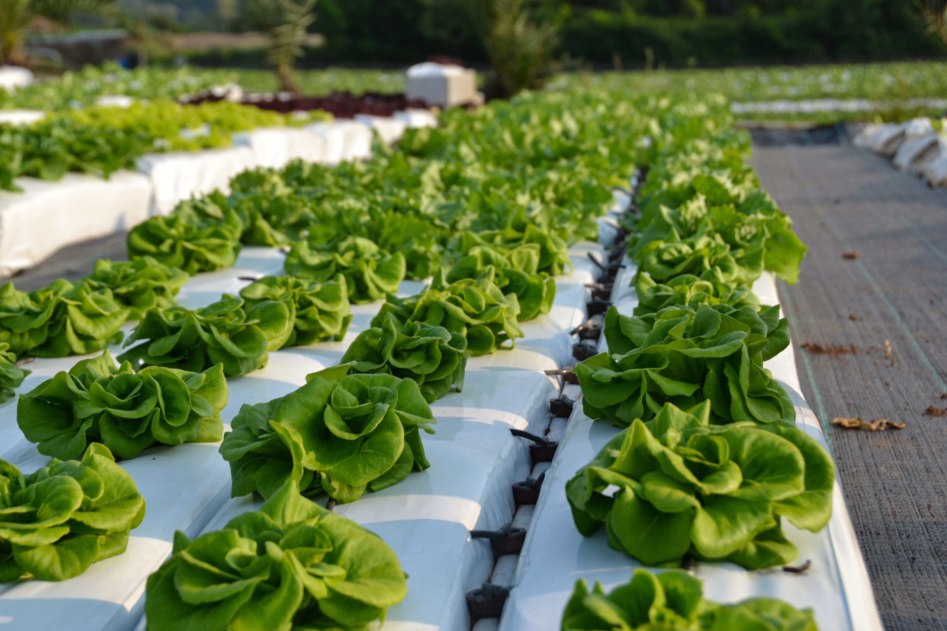 Hydroponic Salad Vegetable Growing Pune