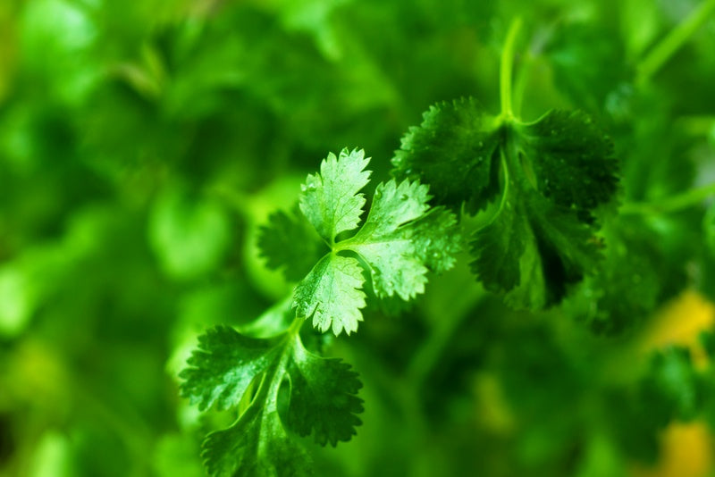 Sepu/Dill (50g)