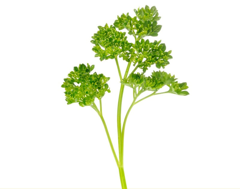 Parsley - Curly (100g)