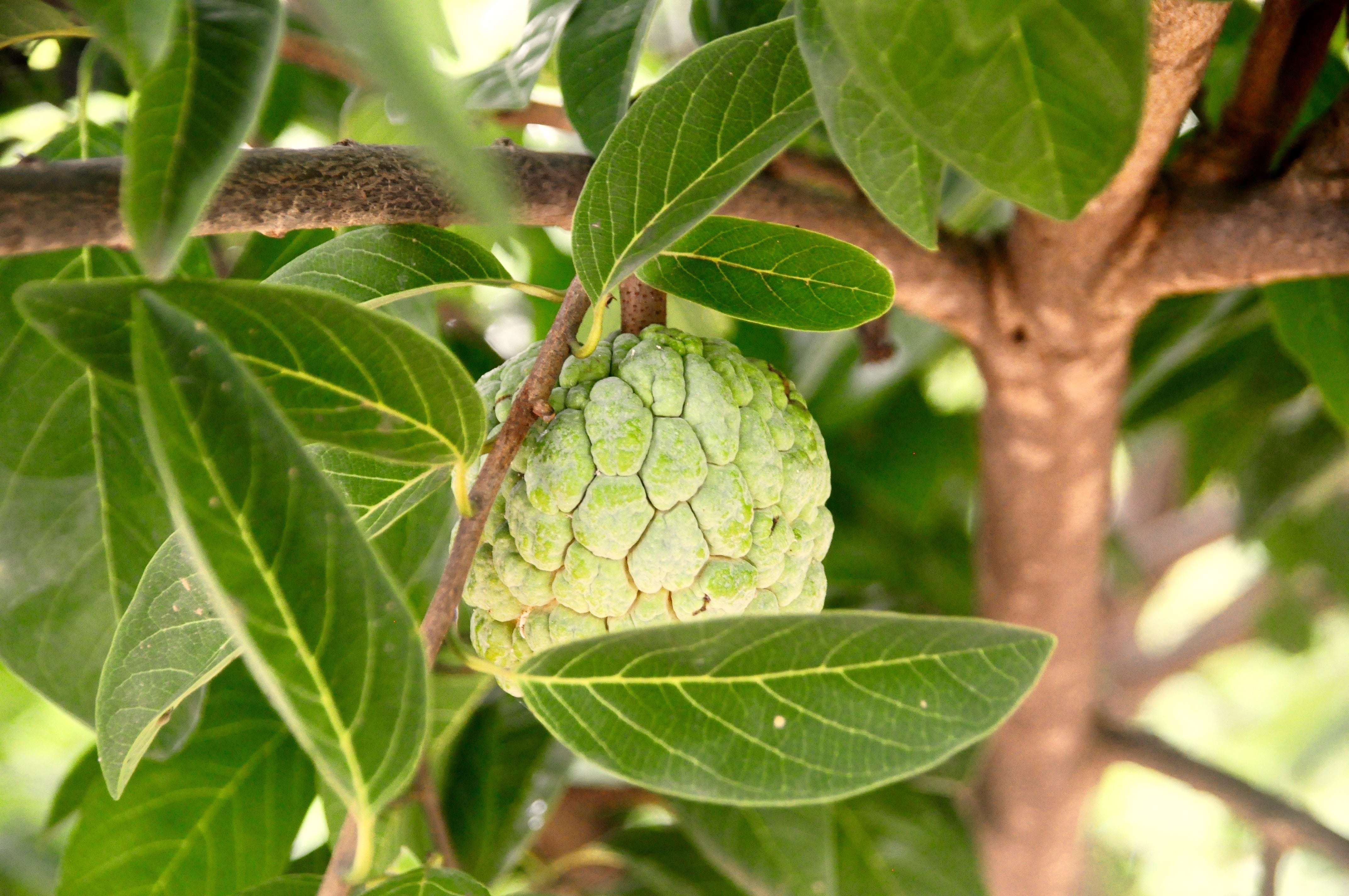 Custard Apple (1000g)