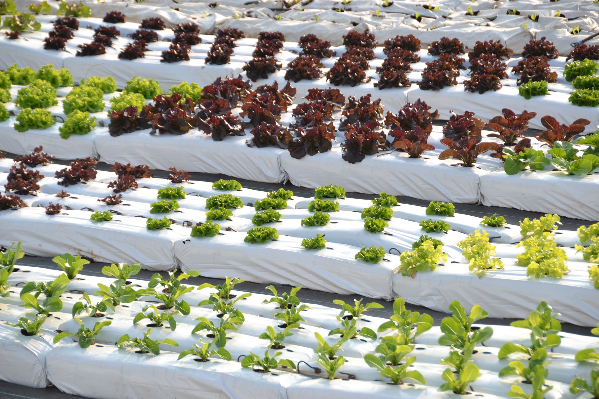 Hydroponic Salad Lettuce Cocopeat