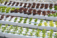 Hydroponic Salad Lettuce Cocopeat