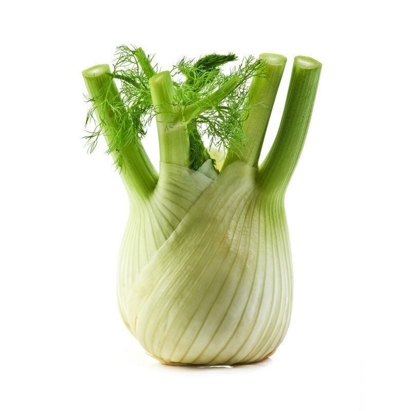 Fennel (pc)