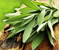 Sage (20g)