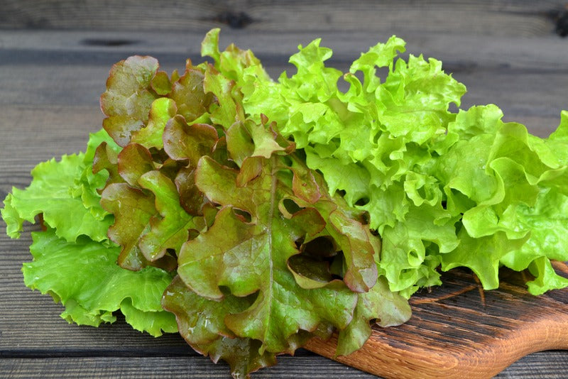 Lettuce - Red Oak Leaf (pc)