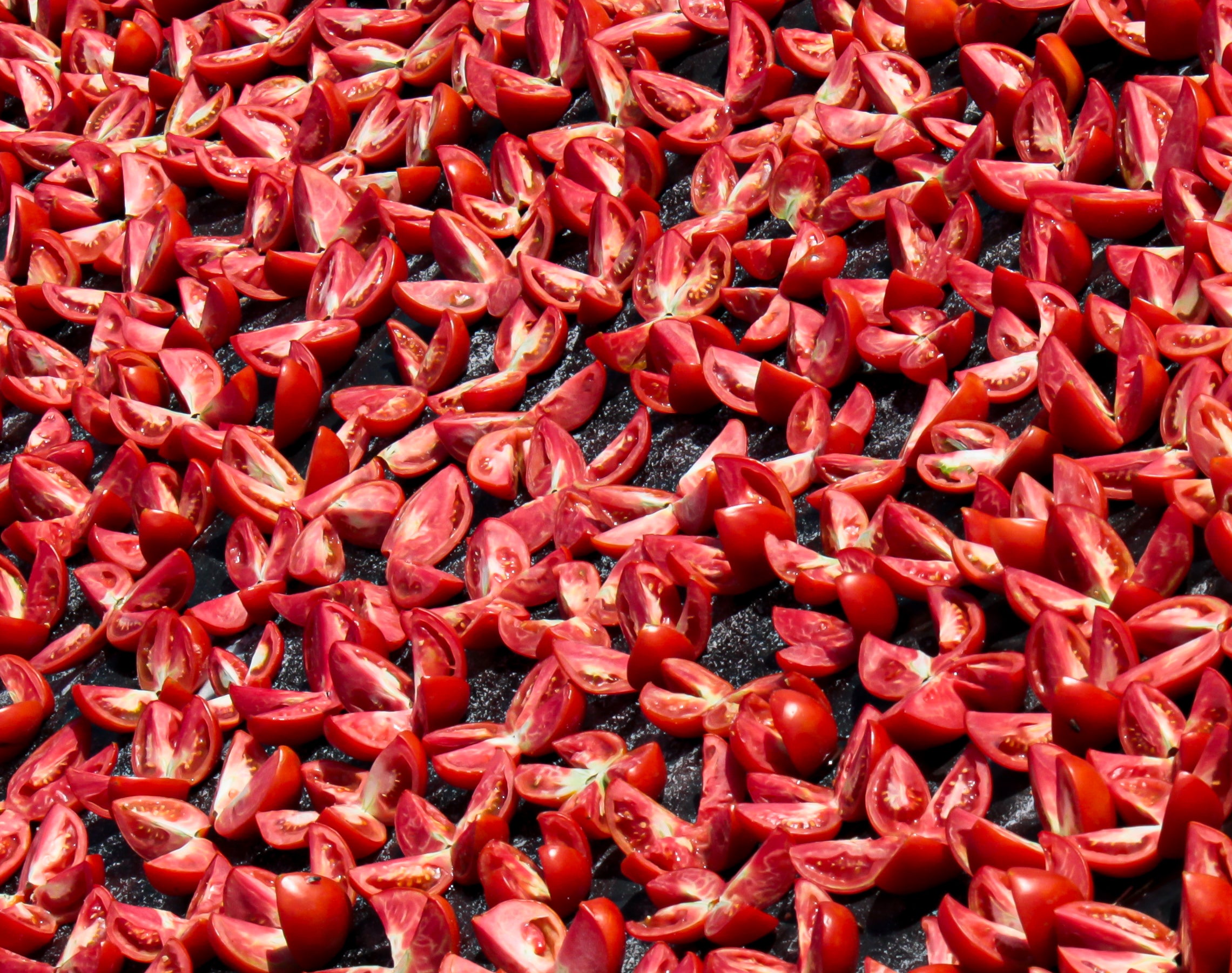 Sun Dried Tomatoes in Field Drying