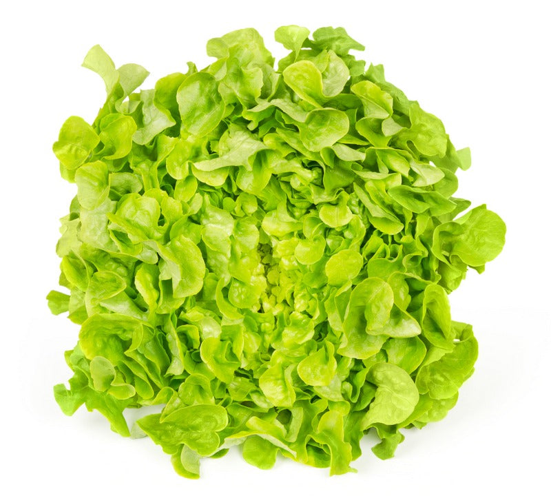 Lettuce - Green Oak Leaf (pc)