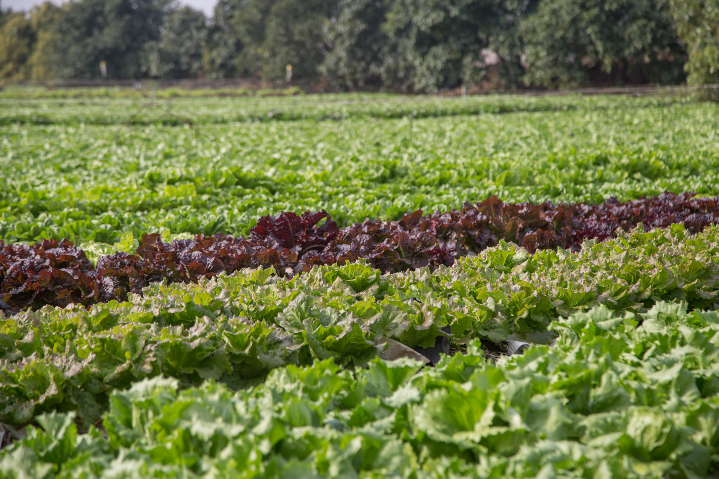 Lettuce - Romana/Romaine (pc)