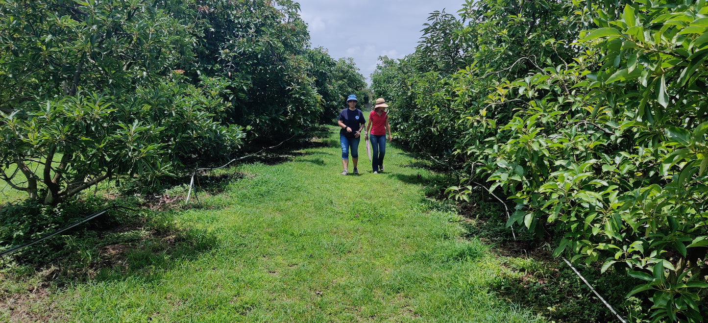 Avocado - Imported Varieties (pc)