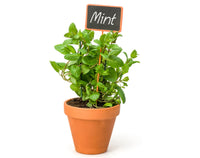 Herb Pot - Mint (Fresh Herbs)