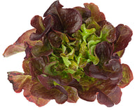 Lettuce - Red Oak Leaf (pc)