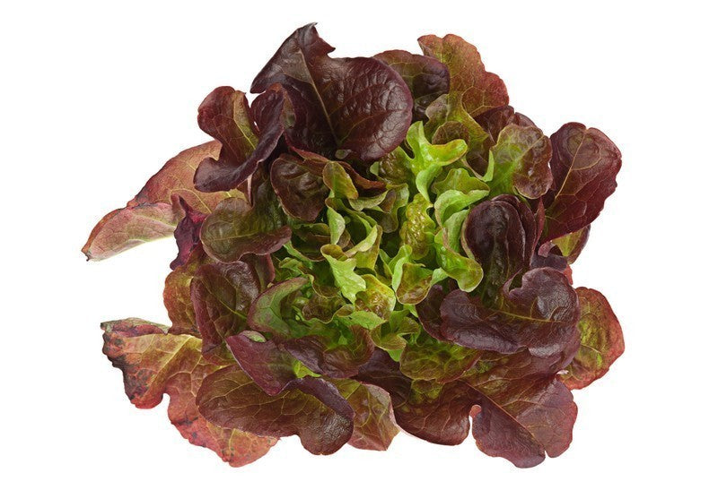 Hydroponic Lettuce Pune Oakleaf Salad Vegetables