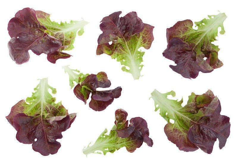 Lettuce - Bronze Butterhead (pc)