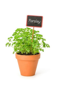 Herb Pot - Parsely (Fresh Herbs)