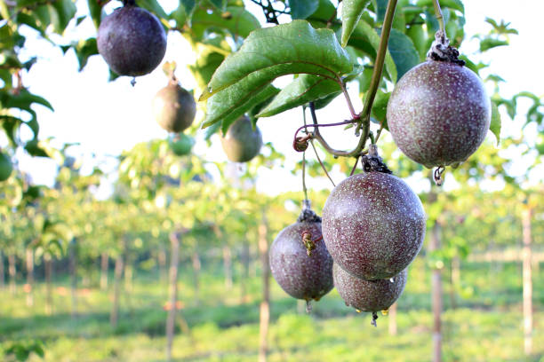 Passion Fruit (500g)