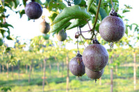 Passion Fruit (500g)