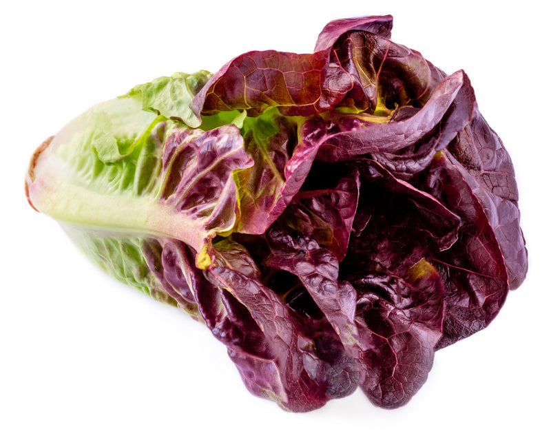 Lettuce - Red Romana/Romaine (pc)