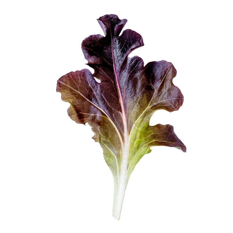 Lettuce - Red Oak Leaf (pc)