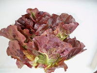 Lettuce - Red Oak Leaf (pc)