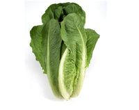 Lettuce - Romana/Romaine (pc)